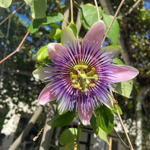 Meet your Posher, Enrica